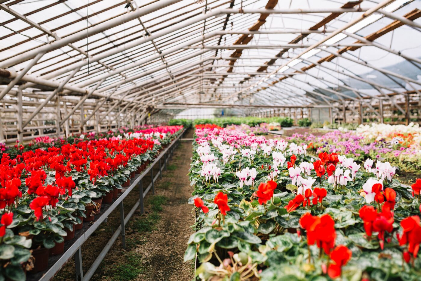 Nursery team checking stock on site